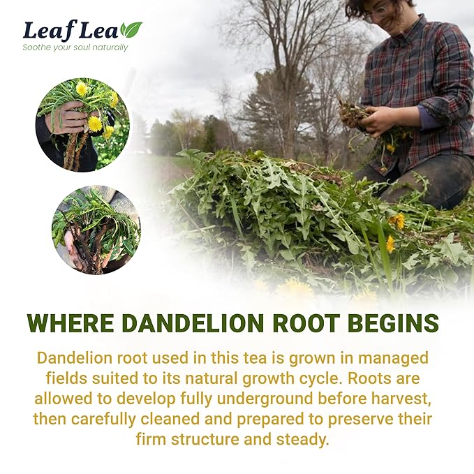 LeafLea 120 Dandelion Root Tea Bags, Dandelion Tea Promotes Healthy Digestion & Immune Function, Natural and Pure from Dandelion Root Herbal Tea, Caffeine-Free, Sugar-Free, Vegan, Pack of 3