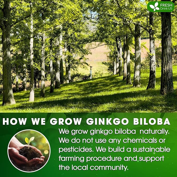 FreshDrinkUS, Premium 75 Ginkgo Biloba Leaf Tea Bags, 100% Natural & Pure from Ginkgo Biloba Leaves. Loose Leaf Herbal Tea. Made with Eco-Conscious Tea Bags. No Sugar, No Caffeine, No Gluten, Vegan.