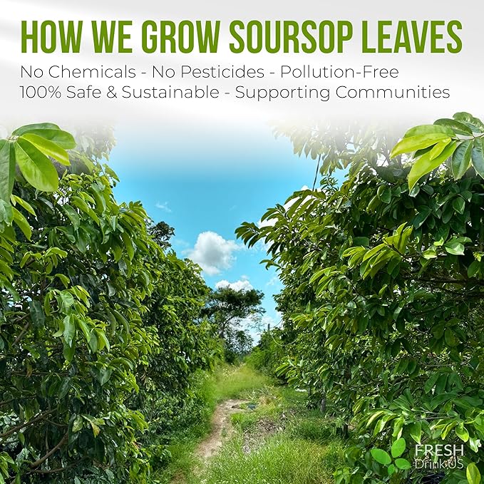 FreshDrinkUS, Premium Soursop Graviola Leaf Tea | 45 Tea Bags form Powder, 100% Natural and Pure, Handmade, Made With Natural Materials-Corn Fiber Tea Bag, Sugar/Caffeine Free, Hoja Guanabana Tea