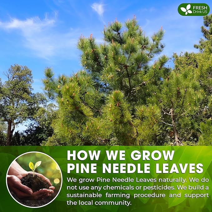 FreshDrinkUS, Pine Needle Tea Bags – 75 Tea Bags, Naturally Caffeine-Free, Refreshing Herbal Tea, Wild-Harvested Pine Leaves, Aromatic and Soothing – Non-GMO & Eco-Friendly Packaging
