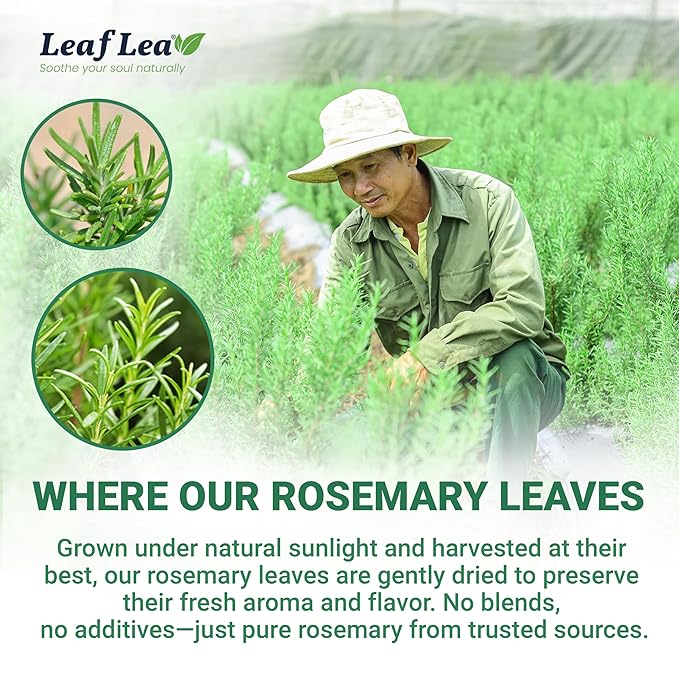 LeafLea 80 Rosemary Leaf Tea Bags, 100% Pure Rosemary Herbal Tea, Gentle Digestive Comfort & Relaxing, Te De Romero Featuring Subtle, Natural Flavor, Caffeine-Free, Sugar-Free, Non-GMO, Vegan