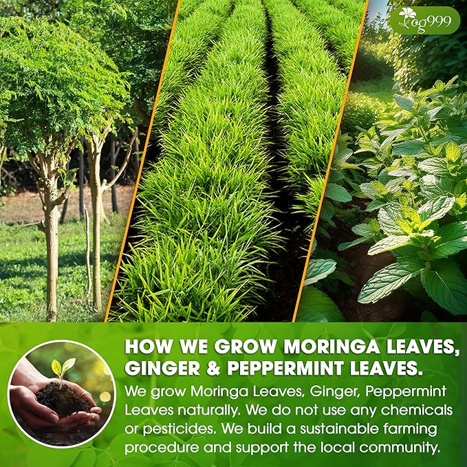 TOG999, Premium Moringa Ginger Peppermint Herbal Tea – 60 Tea Bags – Caffeine-Free, Plant-Based, Non-GMO, Naturally Refreshing Flavor, No Artificial Additives, No Sugar, No Gluten. Vegan