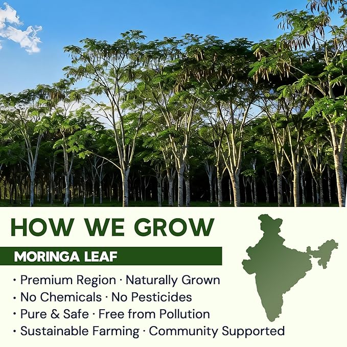 Moringa Leaf Tea - Caffeine Free, 100 Teabags