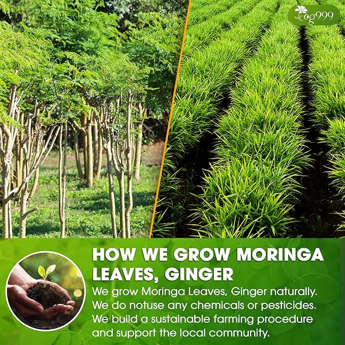 TOG999, Permium Moringa Ginger Herbal Tea – 60 Tea Bags – Caffeine-Free, Smooth & Warming Blend – Pure Ingredients, Sustainably Sourced. No Sugar. No Gluten. Vegan.